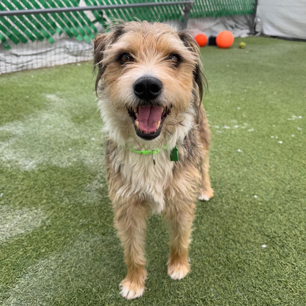 Enlarge Boots, a Adoptable Terrier in San Diego, CA image 2/5