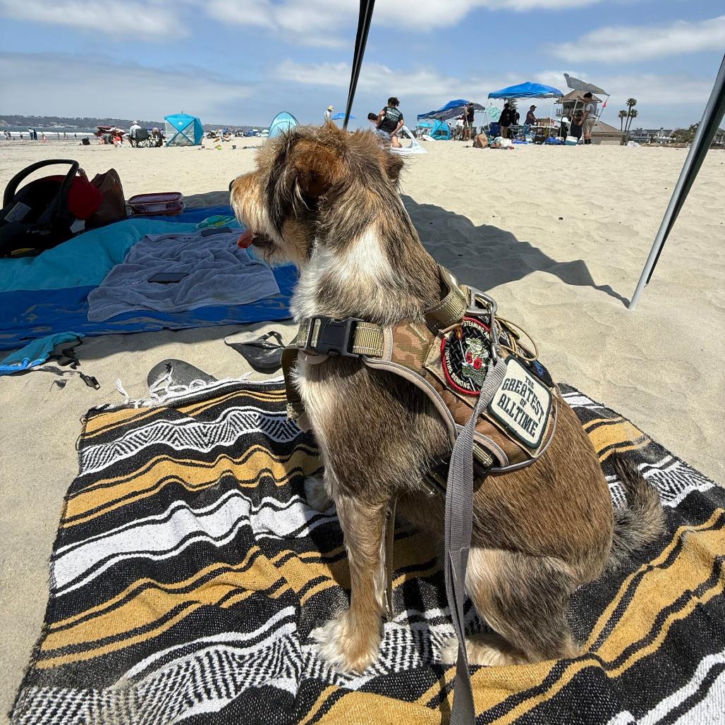 Enlarge Boots, a Adoptable Terrier in San Diego, CA image 3/5