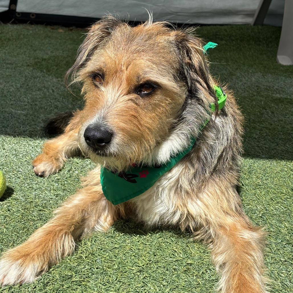 Enlarge Boots, a Adoptable Terrier in San Diego, CA image 4/5