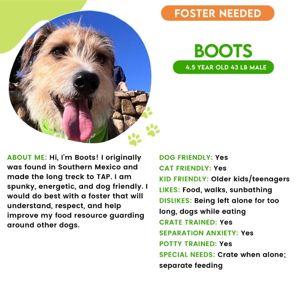 Enlarge Boots, a Adoptable Terrier in San Diego, CA image 5/5