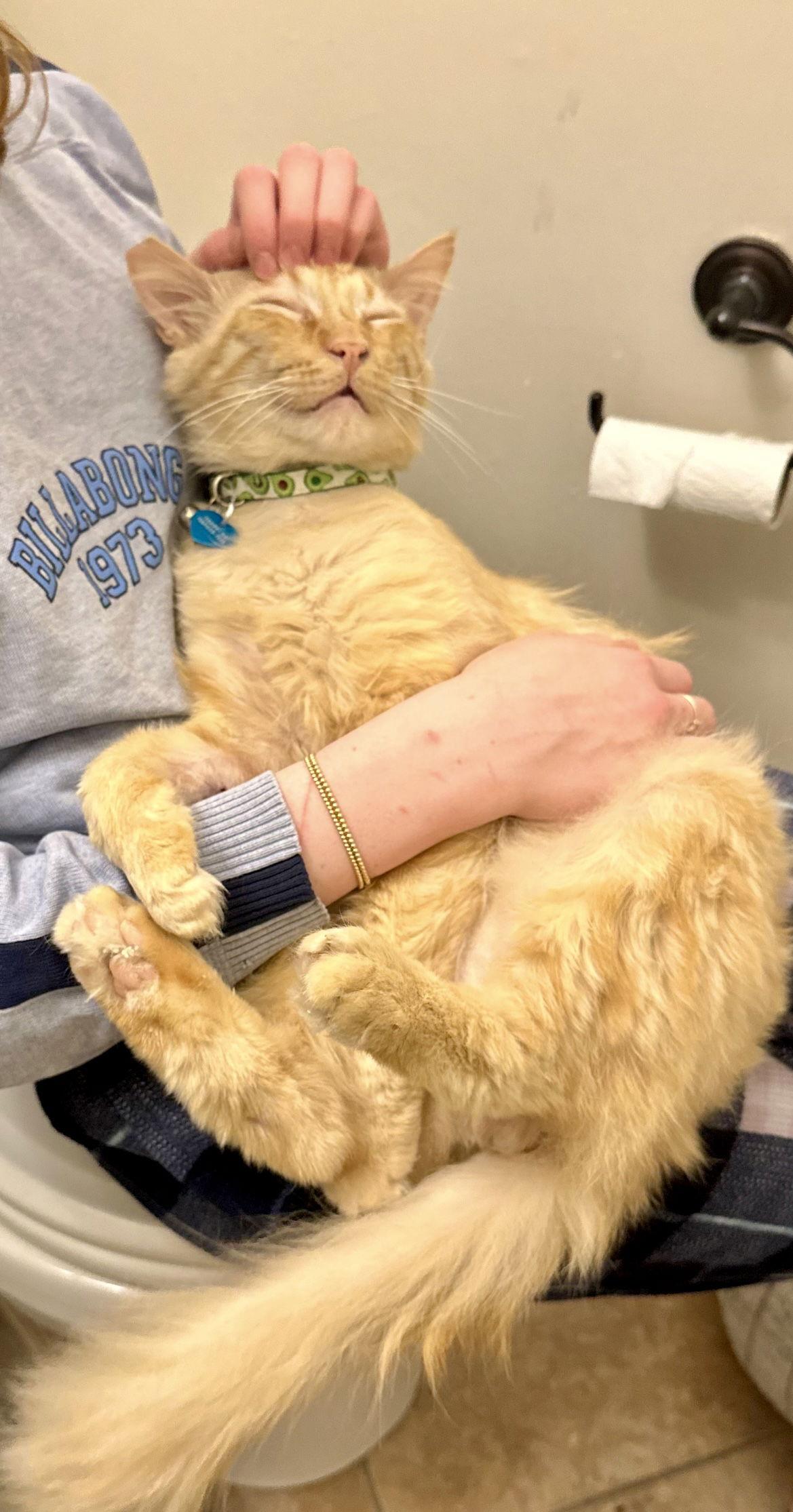 Enlarge Smiley, a Adoptable mixed breed in Long Beach, CA image 1/3