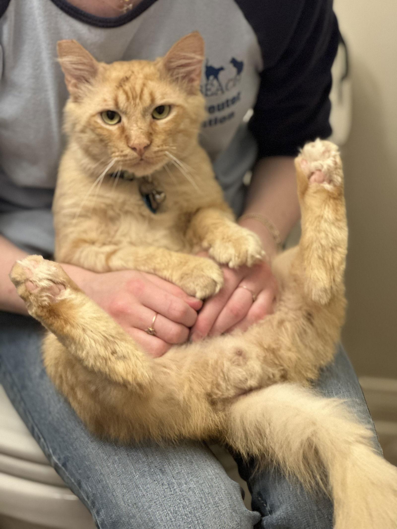 Smiley, Adoptable, Adult Male Maine Coon & Siberian.