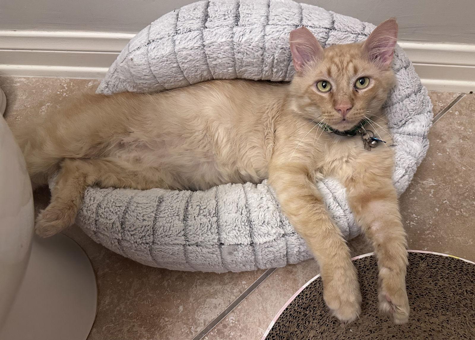 Enlarge Smiley, a Adoptable mixed breed in Long Beach, CA image 3/3