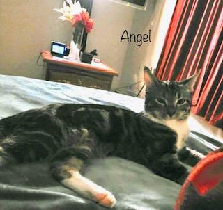 Angel, Adopted, Young Female Domestic Short Hair.