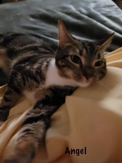 Enlarge Angel, a Adopted Domestic Short Hair in Manchester, CT image 2/3