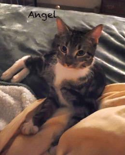 Enlarge Angel, a Adopted Domestic Short Hair in Manchester, CT image 3/3