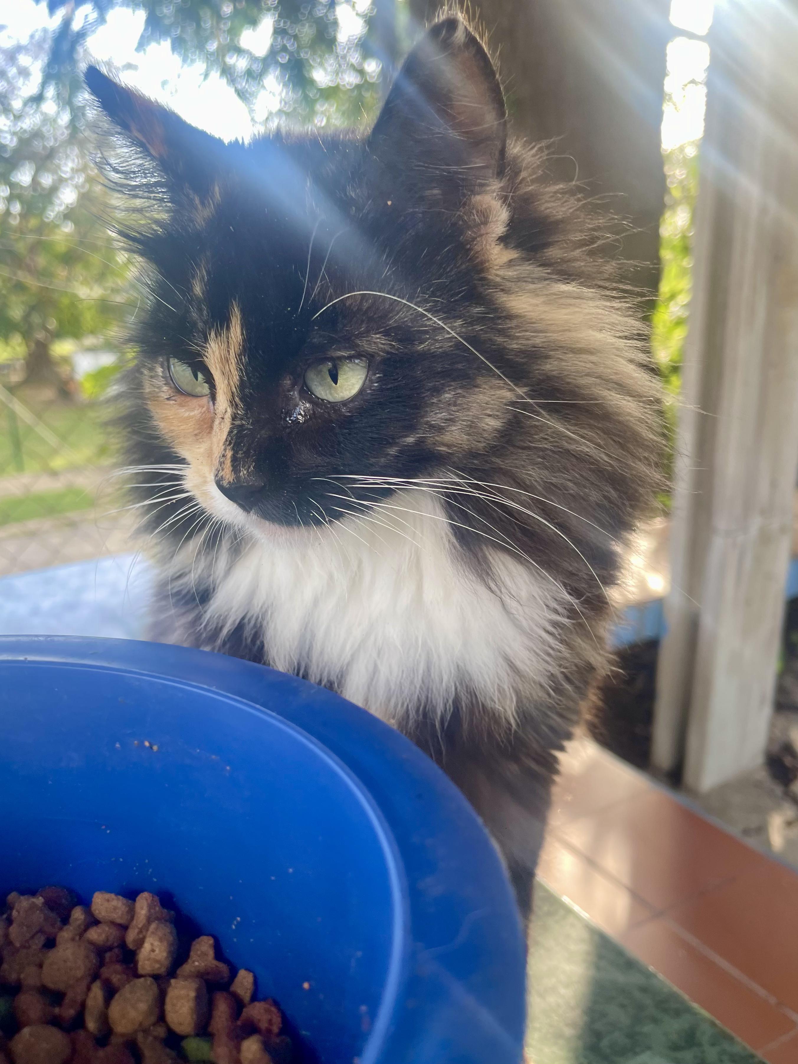 Enlarge Misty, a other Tortoiseshell in Ridgefield, CT image 4/4