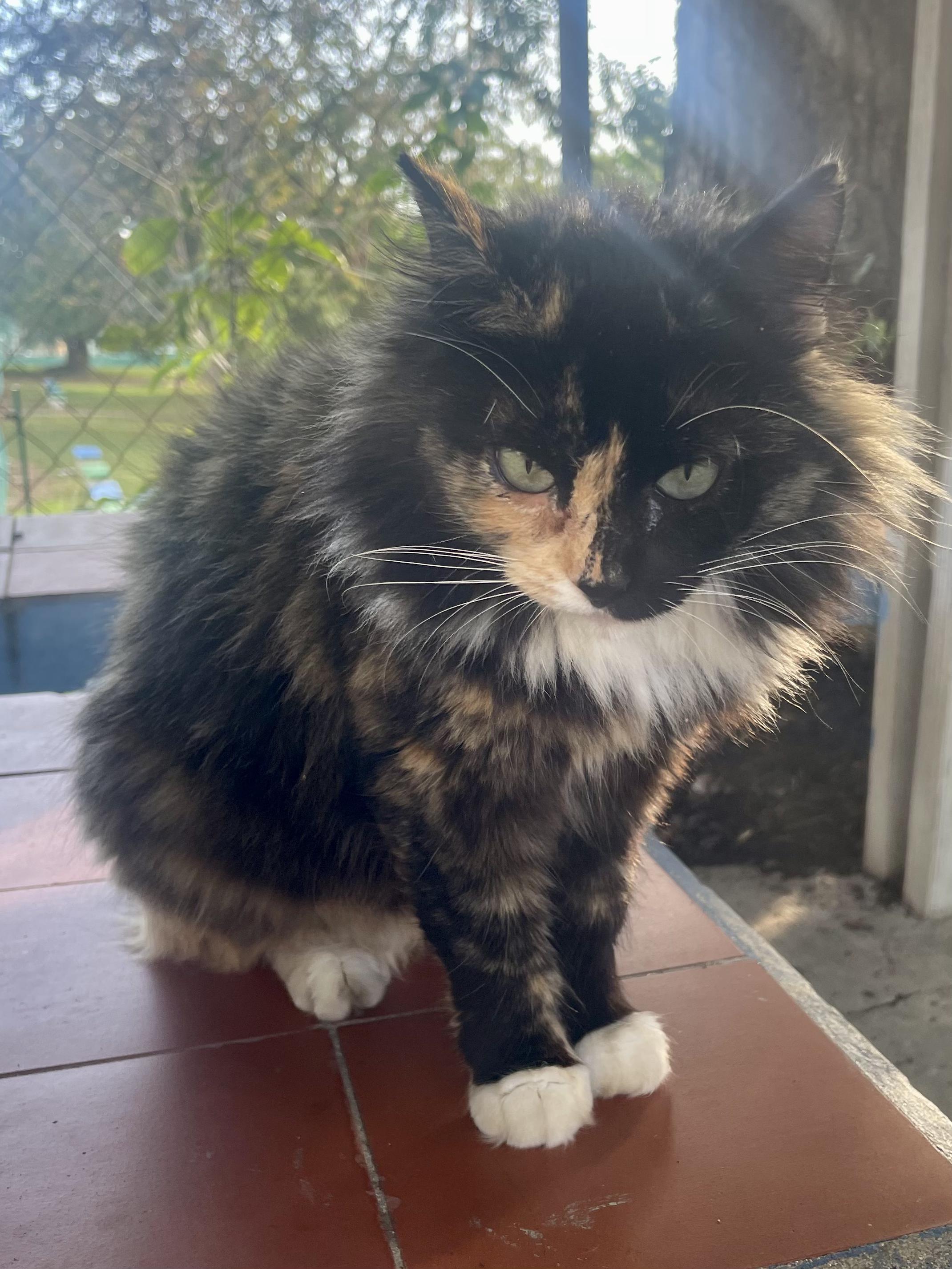 Enlarge Misty, a other Tortoiseshell in Ridgefield, CT image 3/4