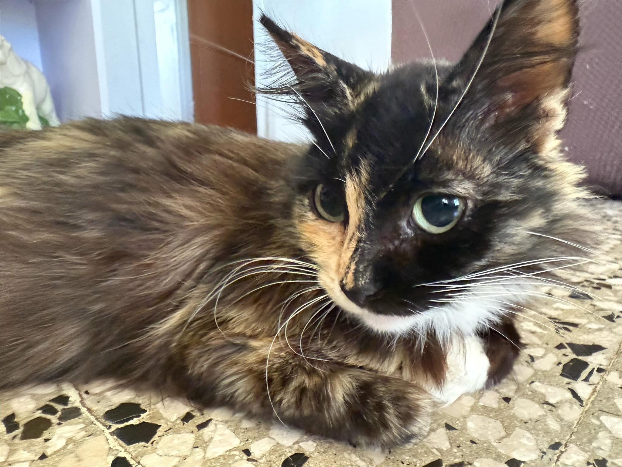 Enlarge Misty, a other Tortoiseshell in Ridgefield, CT image 1/4