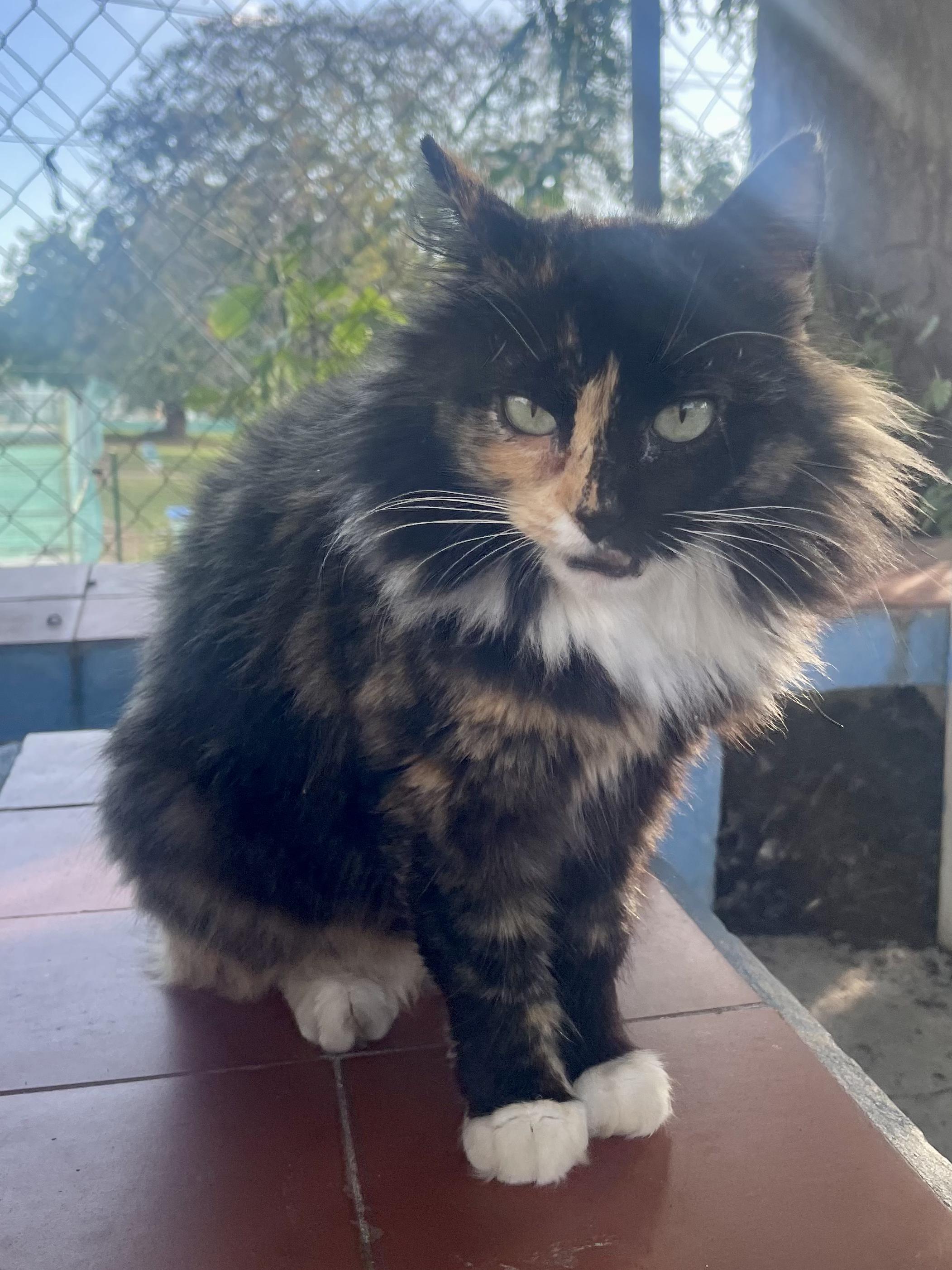 Enlarge Misty, a other Tortoiseshell in Ridgefield, CT image 2/4