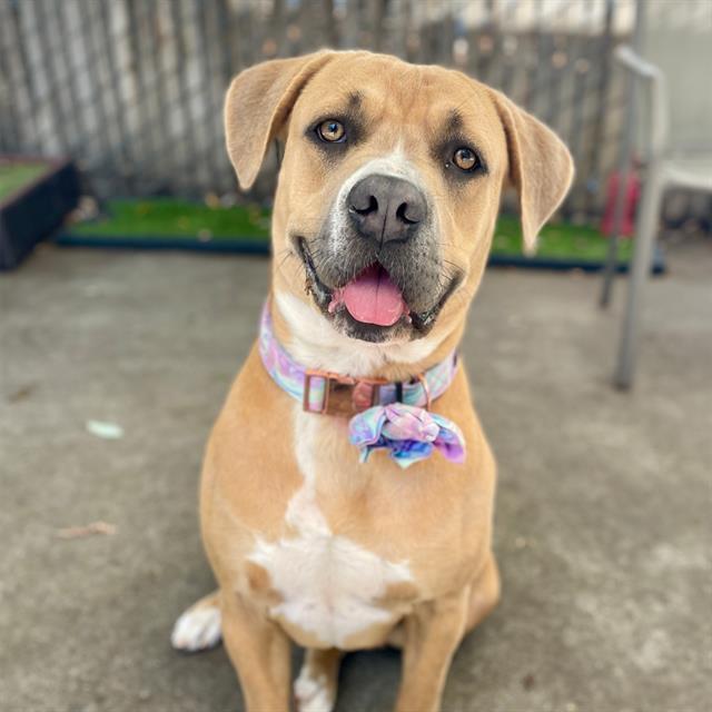 PENNY, Adoptable, Young Female Mastiff & Mixed Breed.
