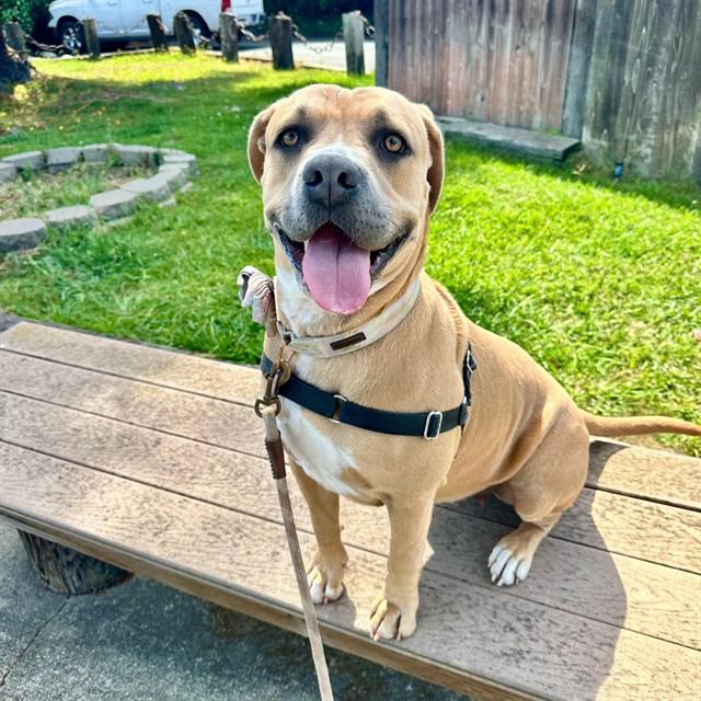 PENNY, Adoptable, Adult Female Mastiff & Mixed Breed.