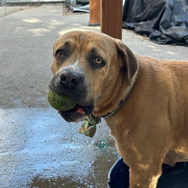 Enlarge PENNY, a Adoptable mixed breed in Alameda, CA image 1/1
