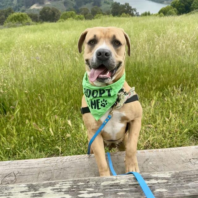 PENNY, Adoptable, Young Female Mastiff & Mixed Breed.