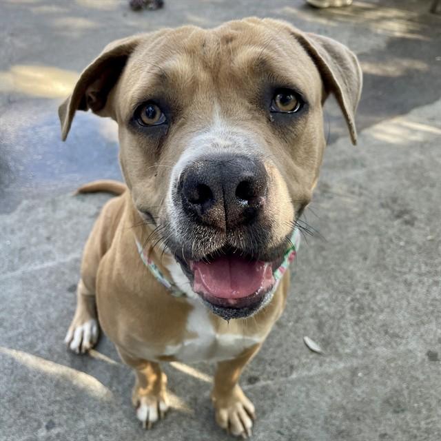 PENNY, Adoptable, Young Female Mastiff & Mixed Breed.