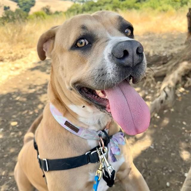 Enlarge PENNY, a Adoptable mixed breed in Alameda, CA image 1/1