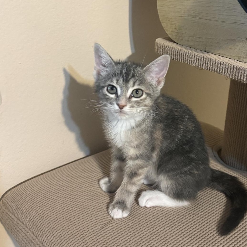 Enlarge Artemis, a ADOPTABLE Oriental Tabby in Houston, TX image 1/4