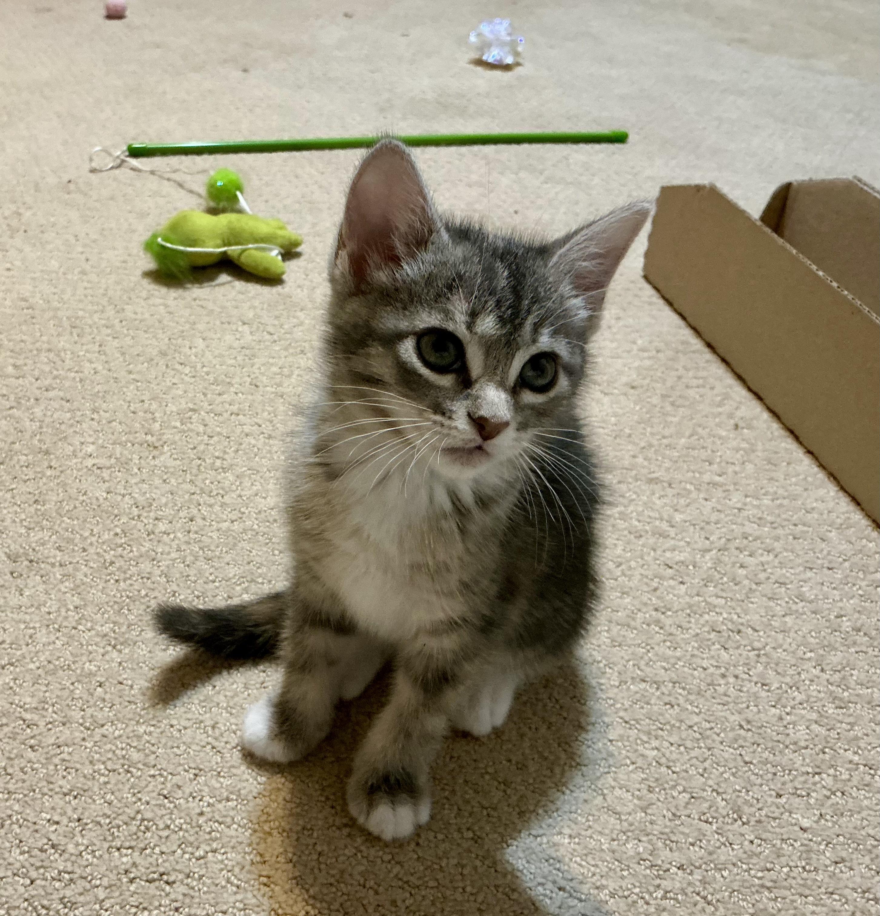 Enlarge Artemis, a ADOPTABLE Oriental Tabby in Houston, TX image 3/4