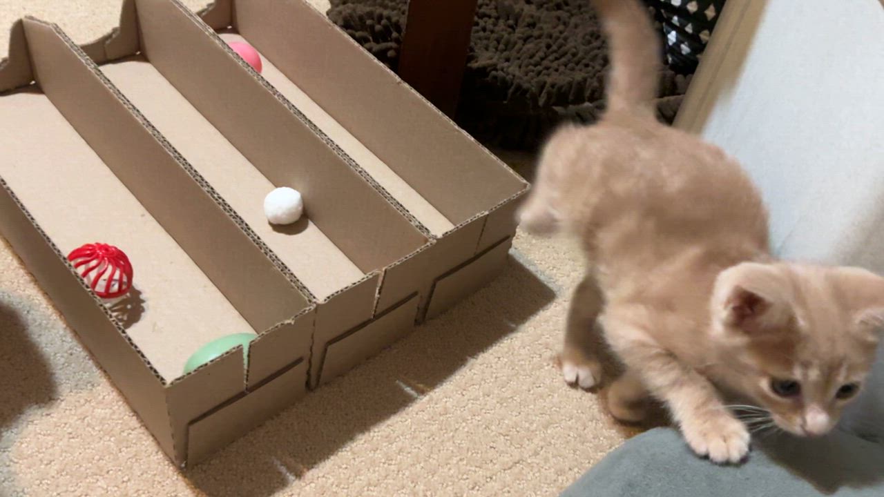 Enlarge Artemis, a ADOPTABLE Oriental Tabby in Houston, TX video 4/4