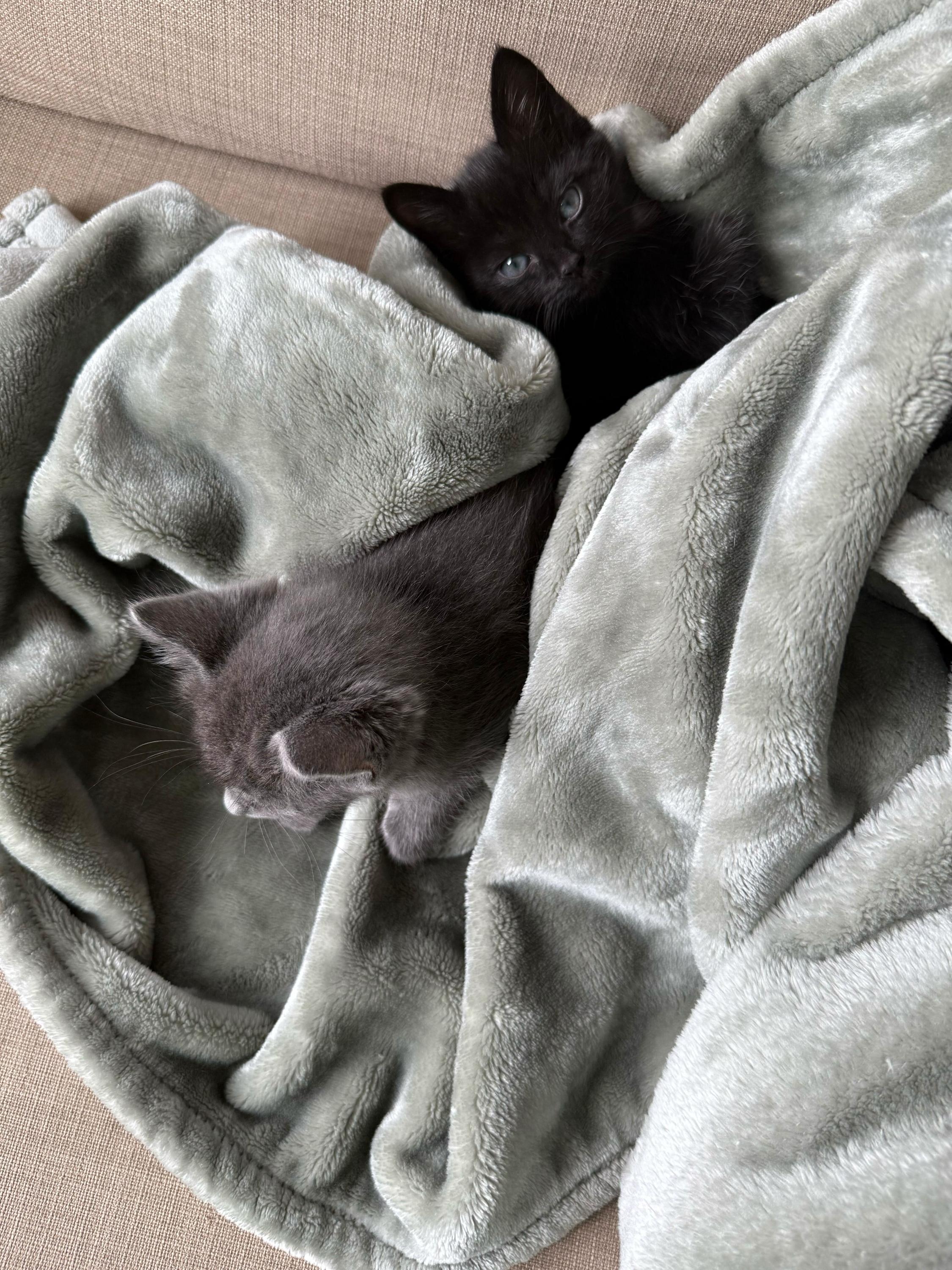 Chai and Saffron, Baby Female unknown