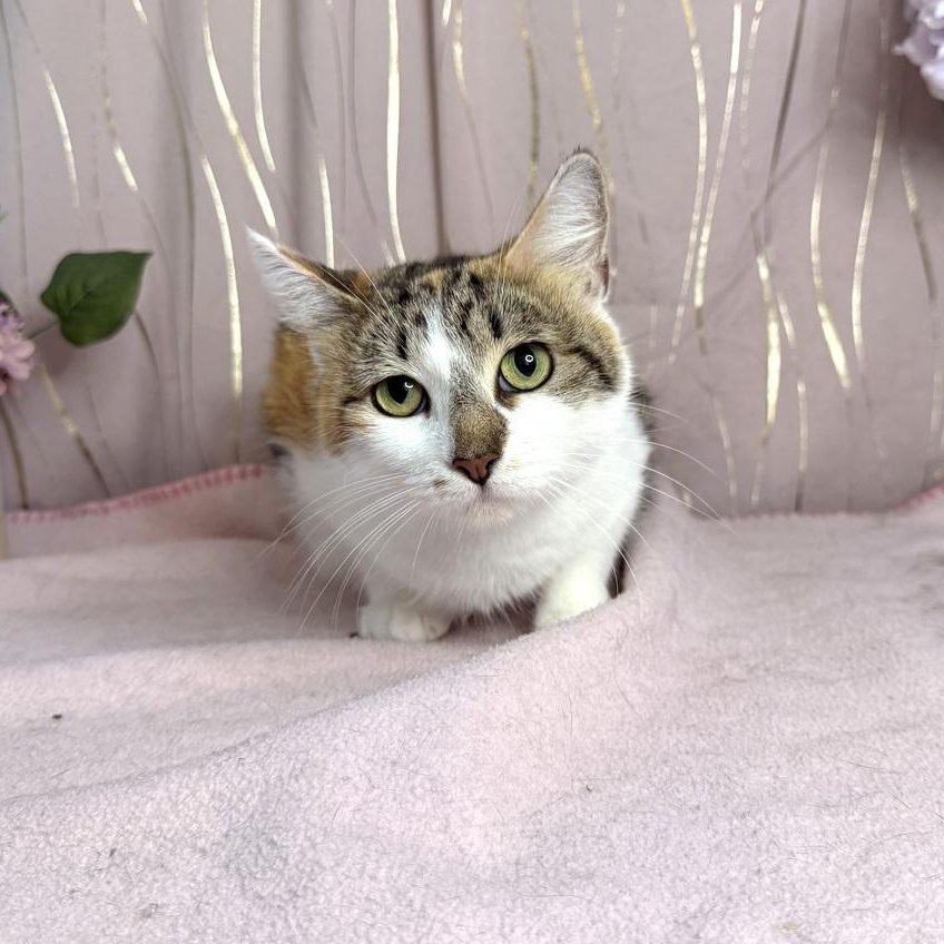 Enlarge Calista, a Adoptable Calico in Bennington, VT image 4/4