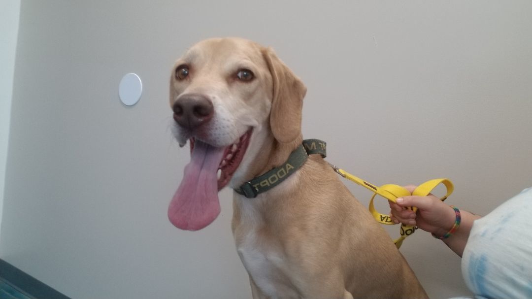 Holmes, a Adoptable mixed breed in Fort Wayne, IN image 2/6