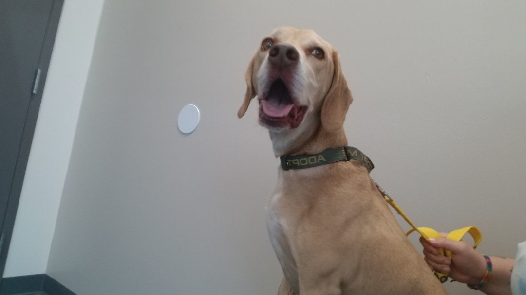 Holmes, a Adoptable mixed breed in Fort Wayne, IN image 3/6