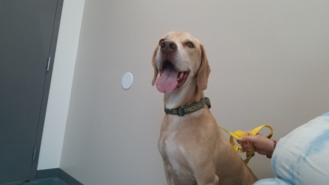 Holmes, a Adoptable mixed breed in Fort Wayne, IN image 4/6