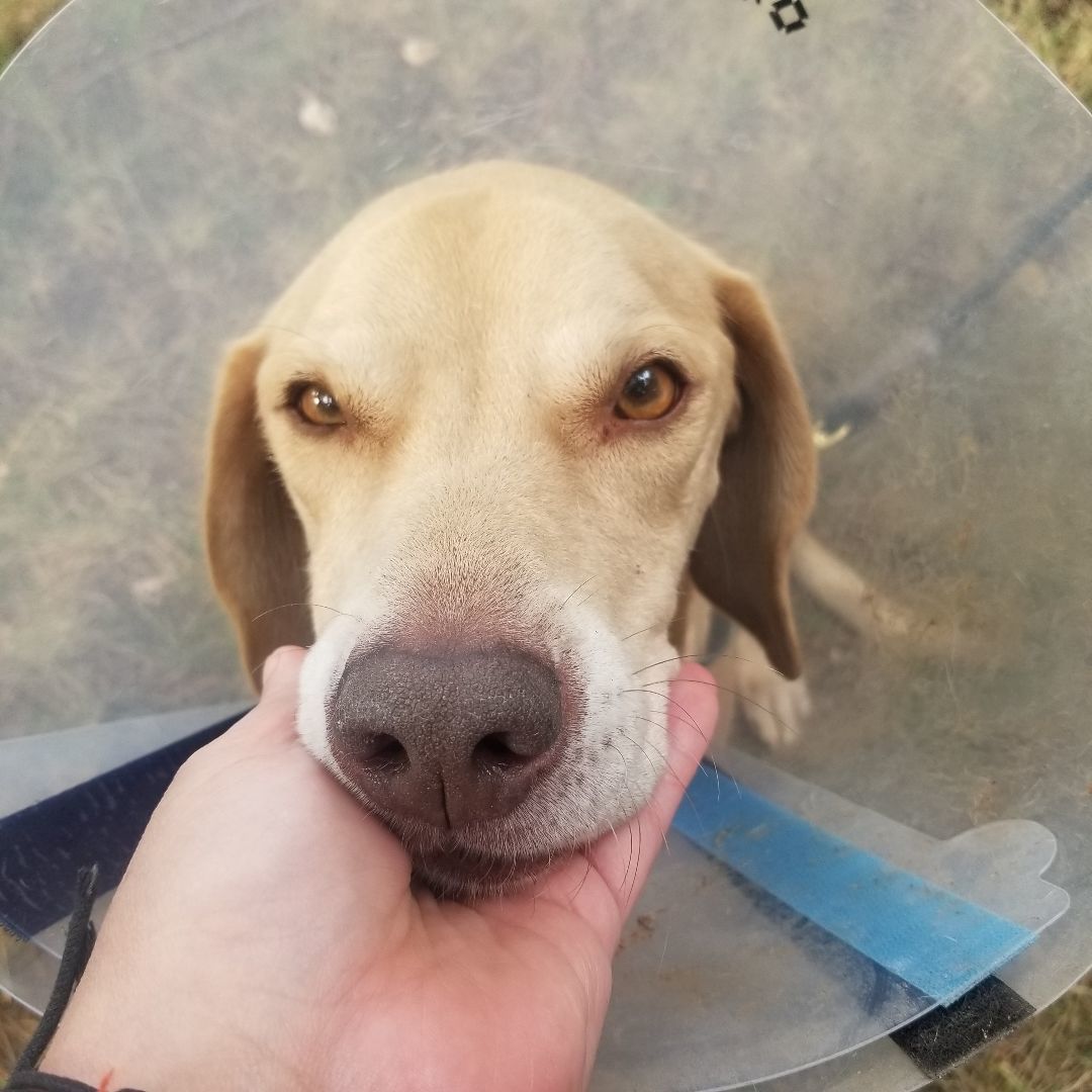 Holmes, a Adoptable mixed breed in Fort Wayne, IN image 5/6