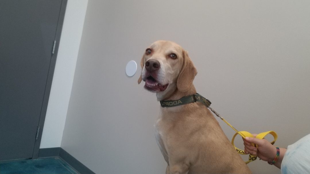 Holmes, a Adoptable mixed breed in Fort Wayne, IN image 6/6