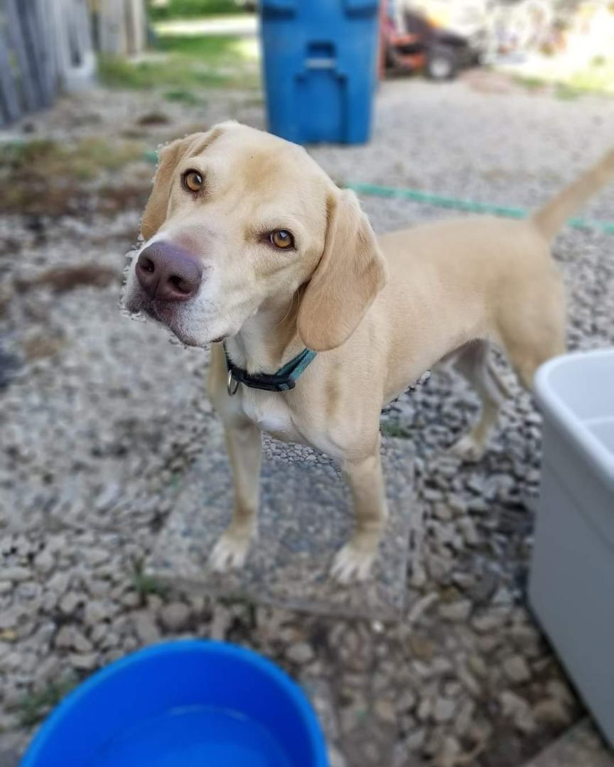 Holmes, a Adoptable mixed breed in Fort Wayne, IN image 1/6