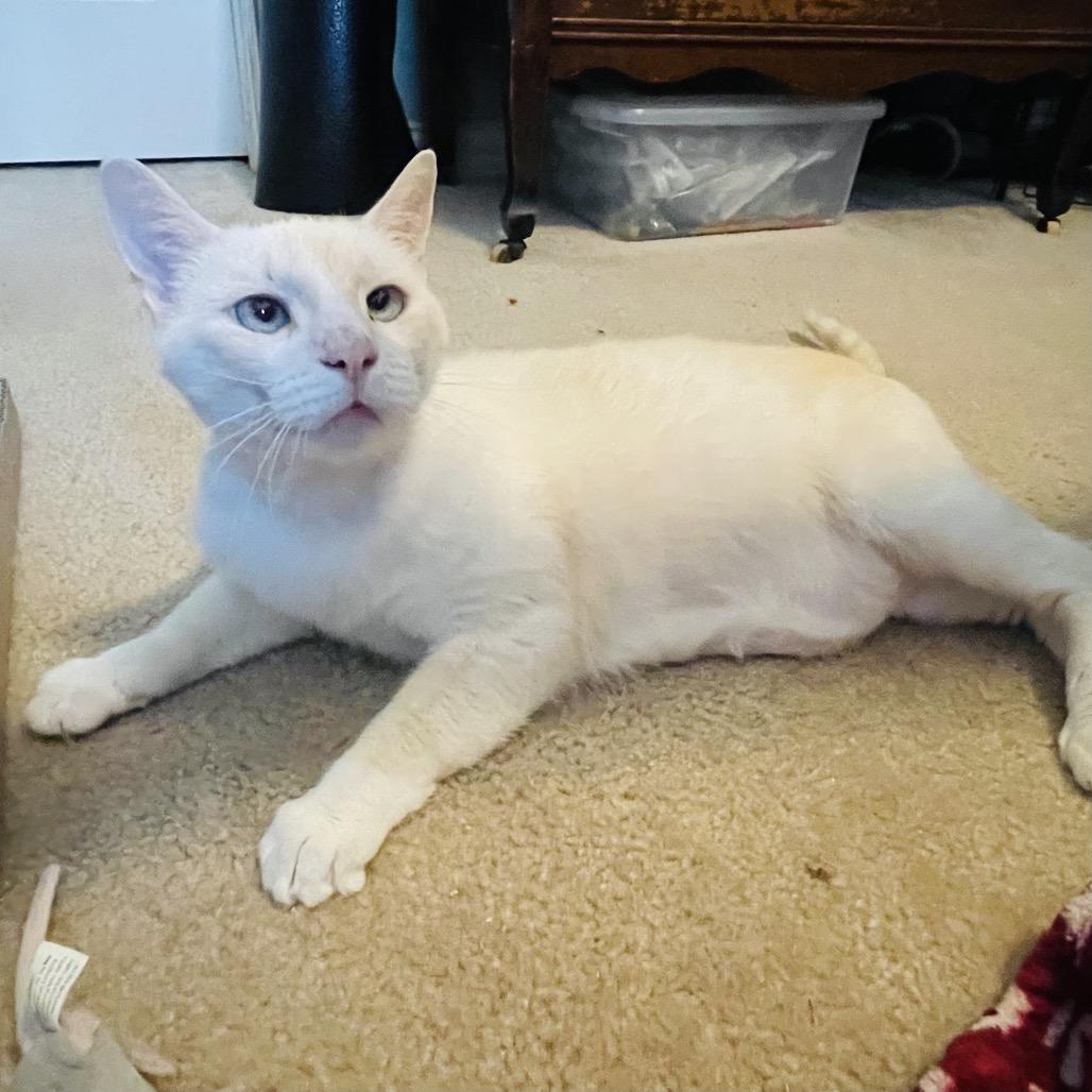 Benjamin, Adoptable, Adult Male Siamese & Domestic Short Hair.