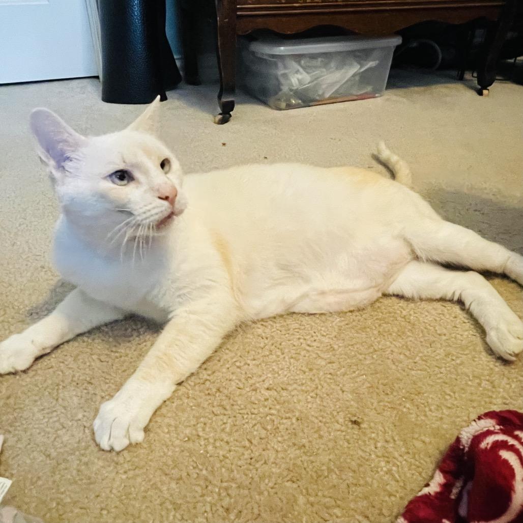 Enlarge Benjamin, a Adoptable mixed breed in Flower Mound, TX image 2/6