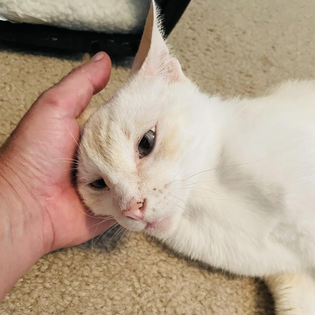 Enlarge Benjamin, a Adoptable mixed breed in Flower Mound, TX image 3/6