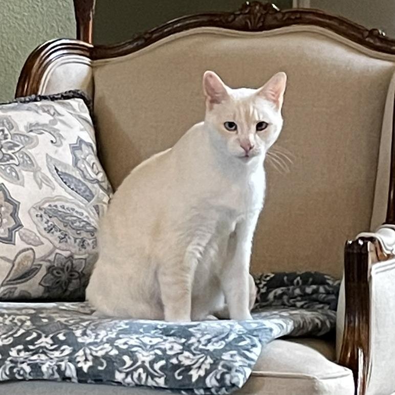 Enlarge Benjamin, a Adoptable mixed breed in Flower Mound, TX image 4/6