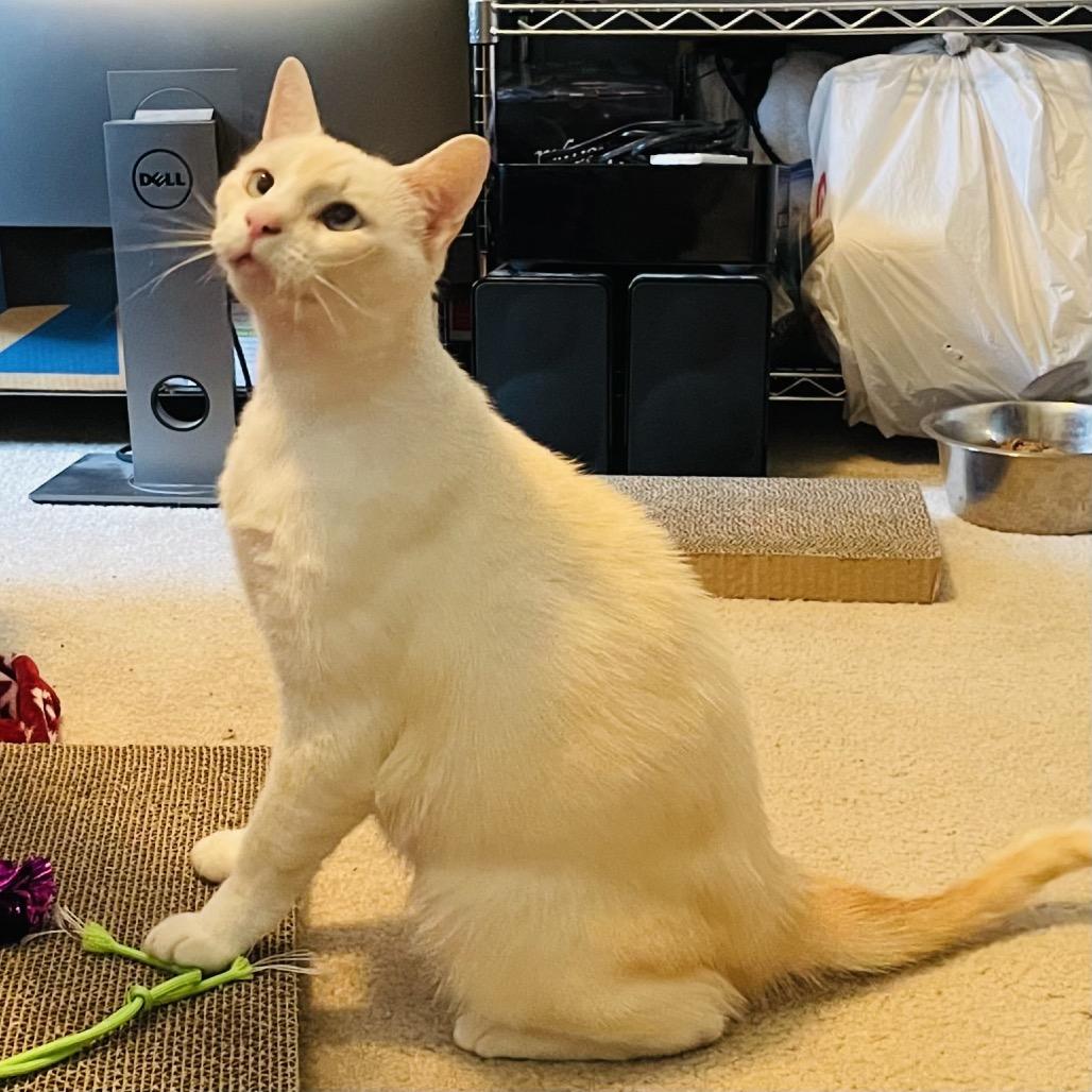 Enlarge Benjamin, a Adoptable mixed breed in Flower Mound, TX image 5/6