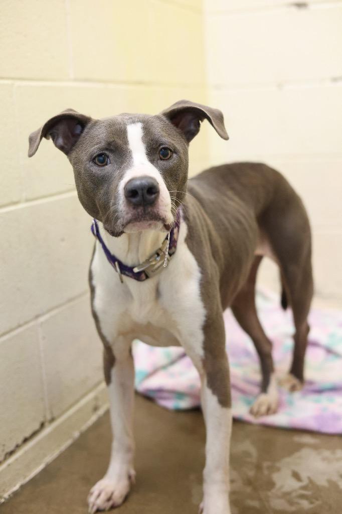 Enlarge Sky, a Adoptable mixed breed in Dyersburg, TN image 1/3