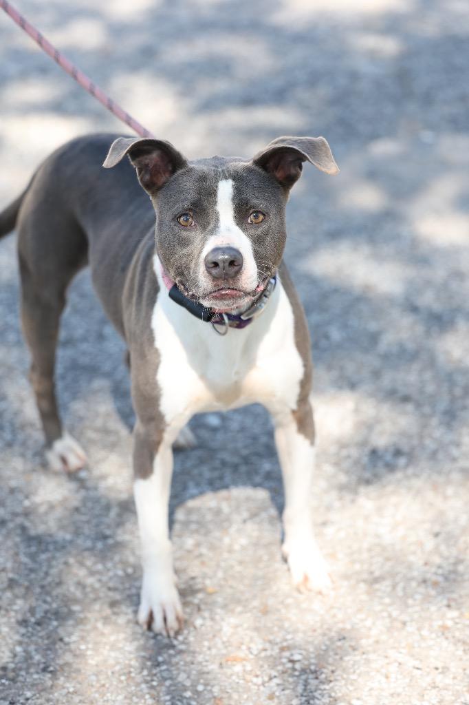 Enlarge Sky, a Adoptable mixed breed in Dyersburg, TN image 1/2