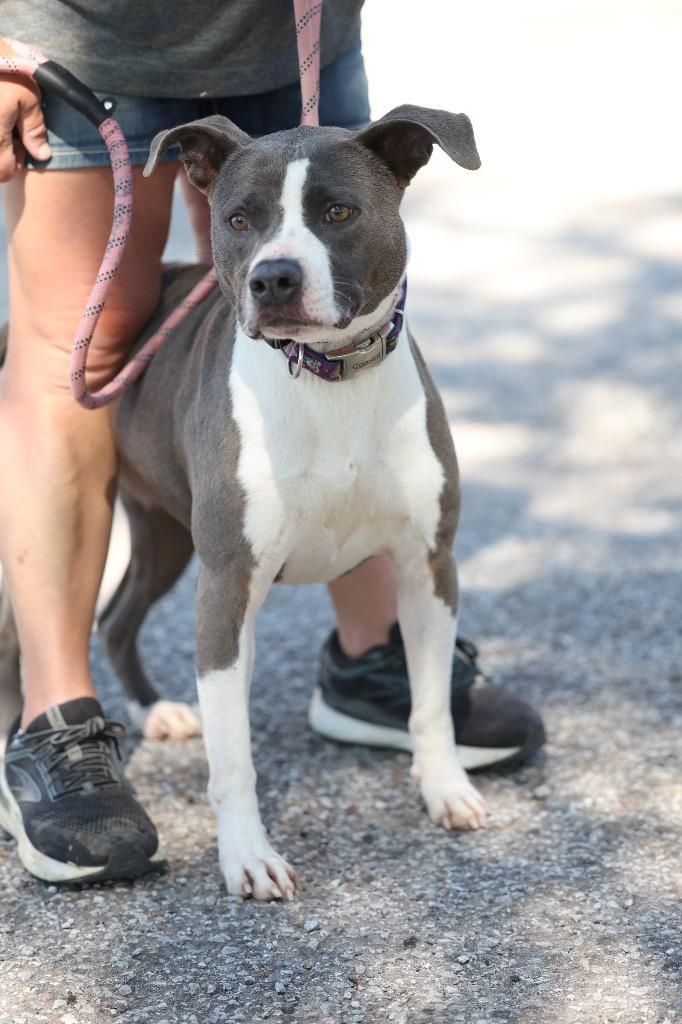 Enlarge Sky, a Adoptable mixed breed in Dyersburg, TN image 3/3