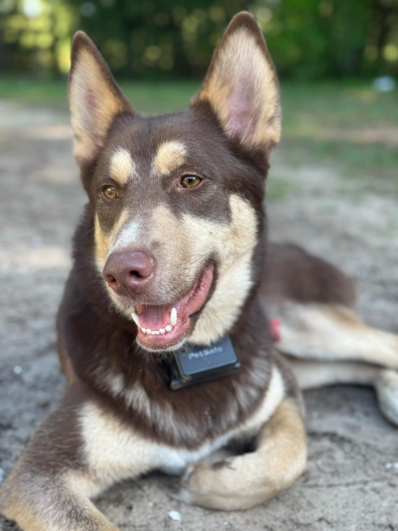 Sinbad, Young Male Siberian Husky