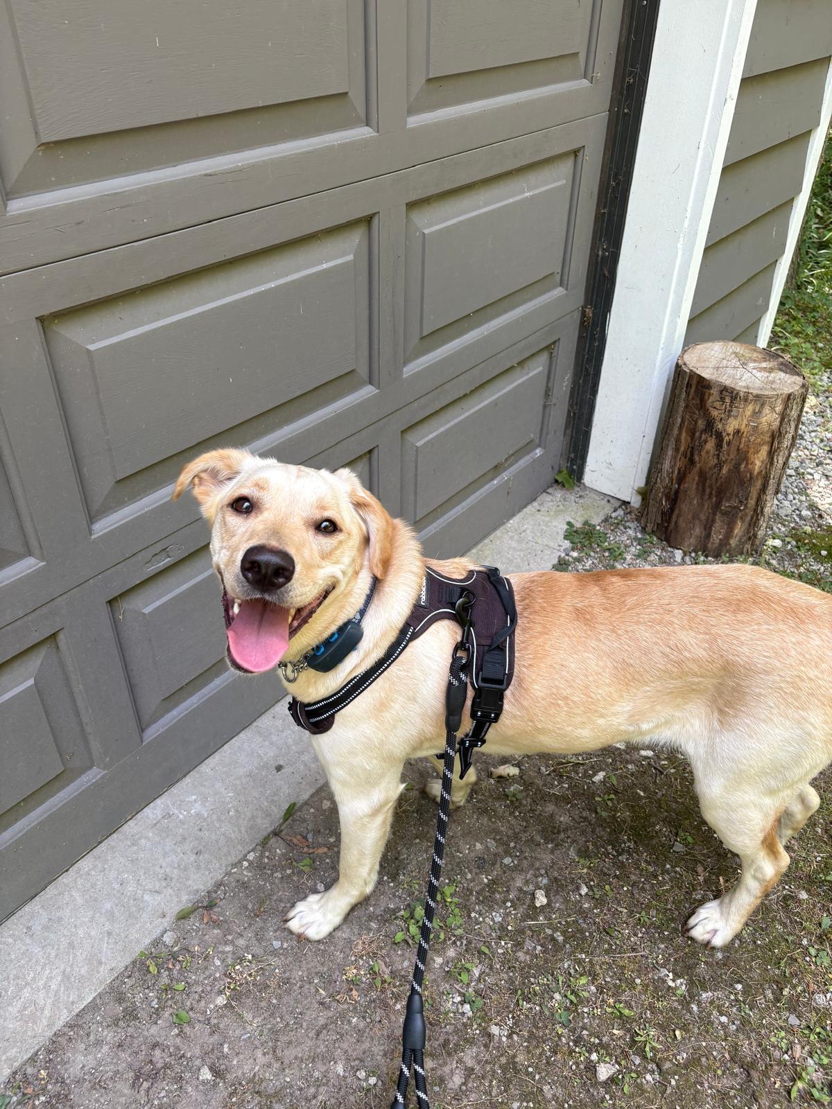 Dolly, a Adoptable Yellow Labrador Retriever in Oakville, ON image 5/6