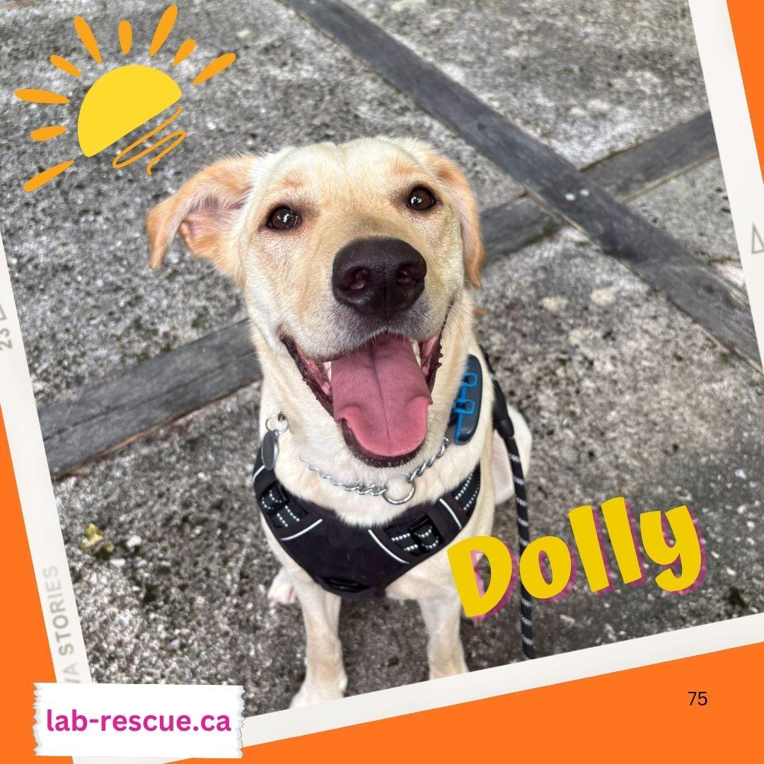 Dolly, Adoptable, Young Female Yellow Labrador Retriever.