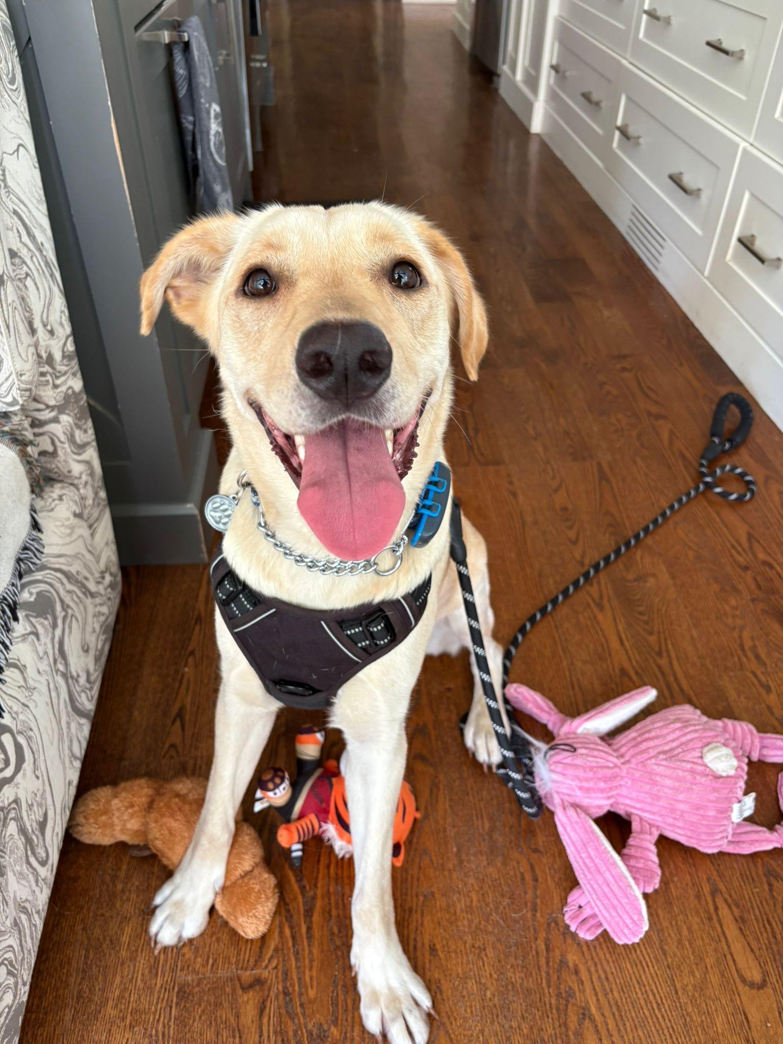 Dolly, a Adoptable Yellow Labrador Retriever in Oakville, ON image 6/6