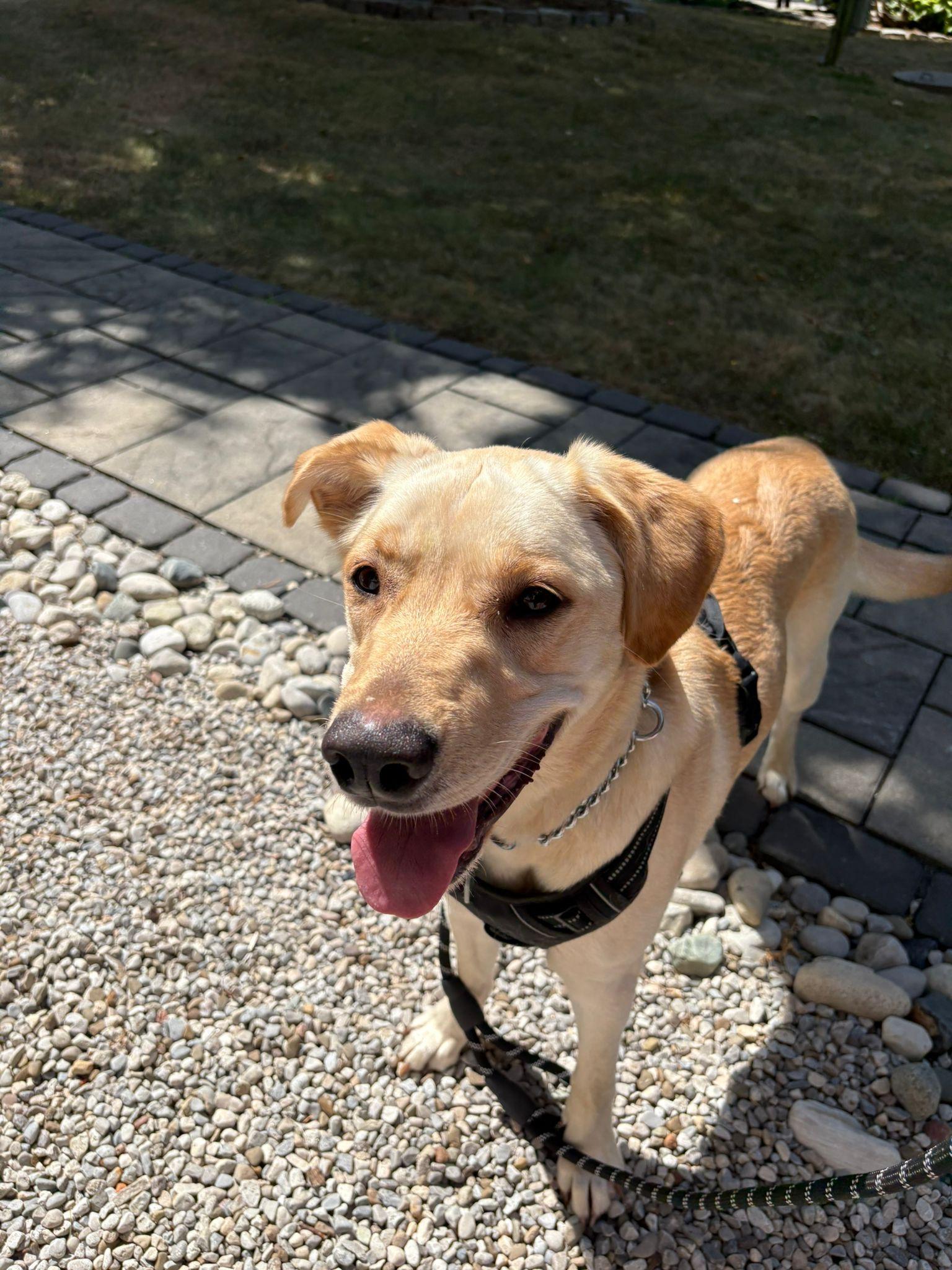 Dolly, a Adoptable Yellow Labrador Retriever in Oakville, ON image 2/6