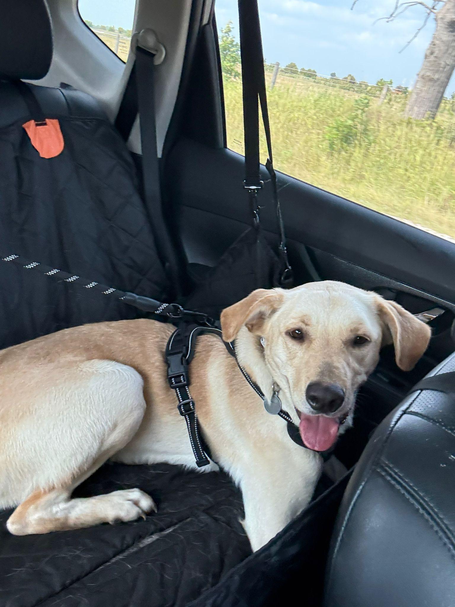 Dolly, a Adoptable Yellow Labrador Retriever in Oakville, ON image 4/6
