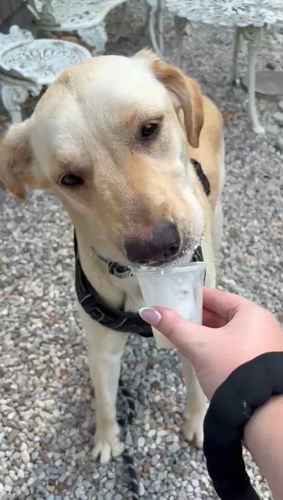 Enlarge Dolly, a Adoptable Yellow Labrador Retriever in Oakville, ON video 3/6