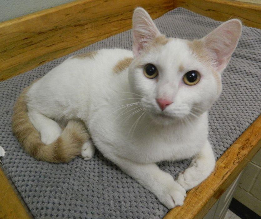 Enlarge Ranger, an adopted Domestic Short Hair in Collinsville, IL image 1/1