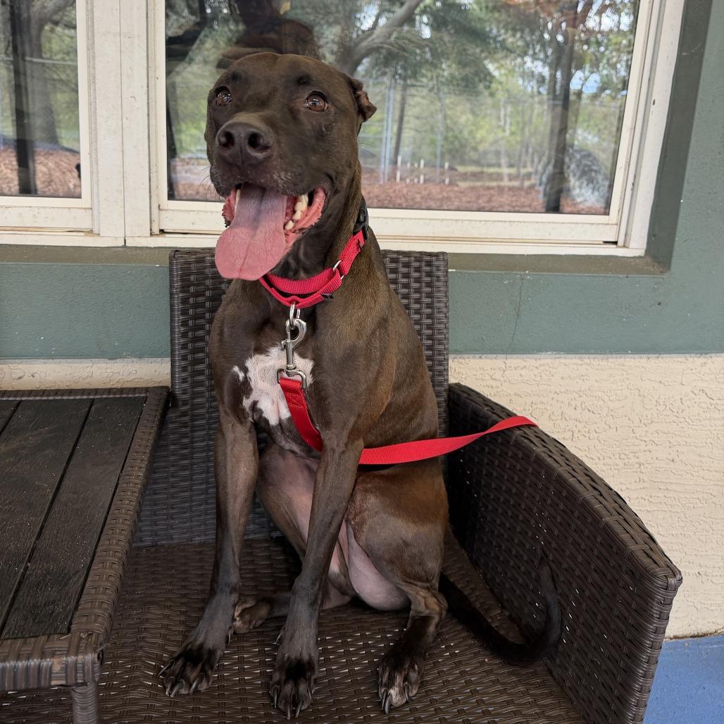 Tank, Adoptable, Adult Male Mixed Breed & Mixed Breed.