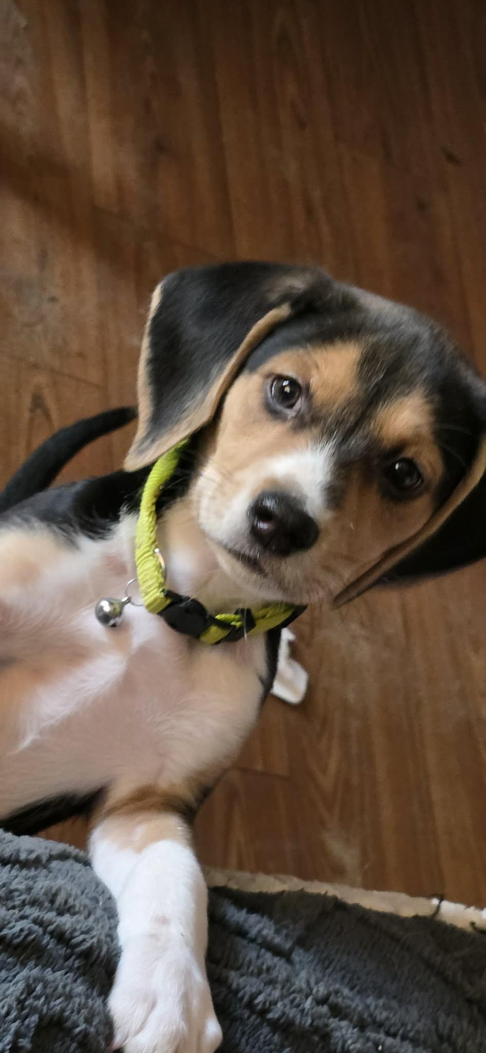 Penelope, adopted, Puppy Female Beagle.