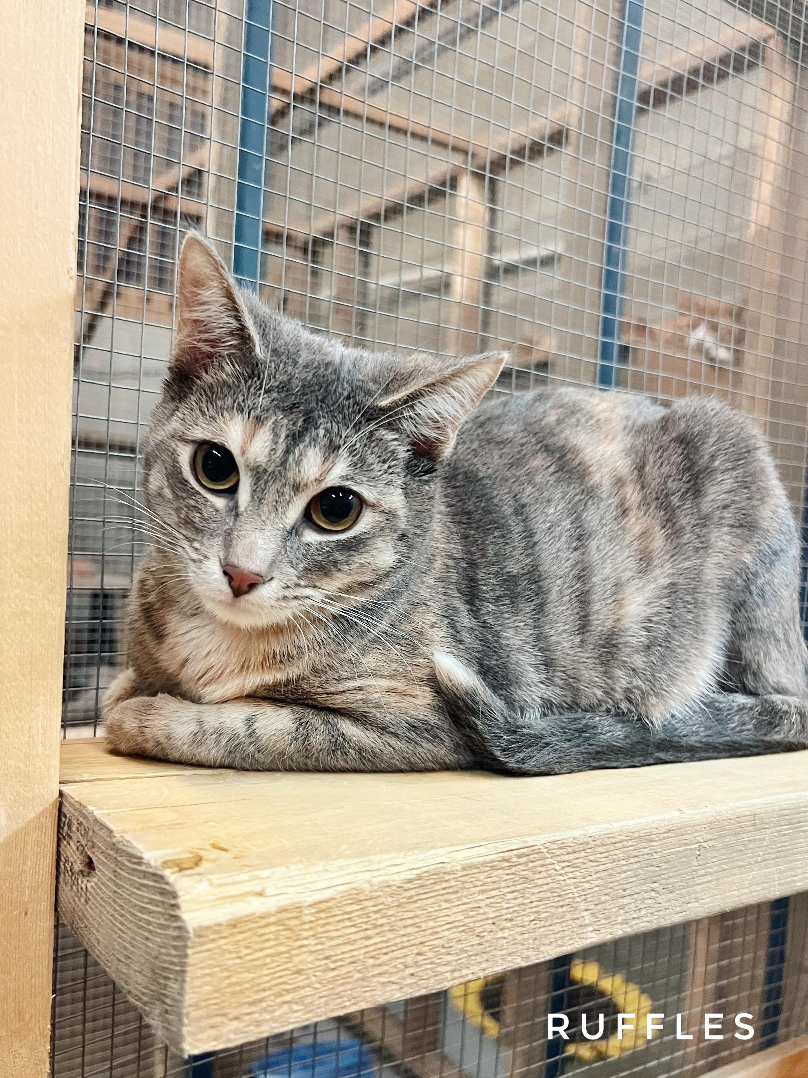 Ruffles, Adoptable, Adult Female Domestic Short Hair.